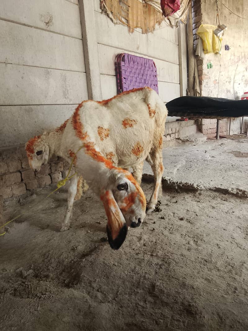 کجلی کراس گبن بھیڑ سات چار منتھ کی فیمیل 1