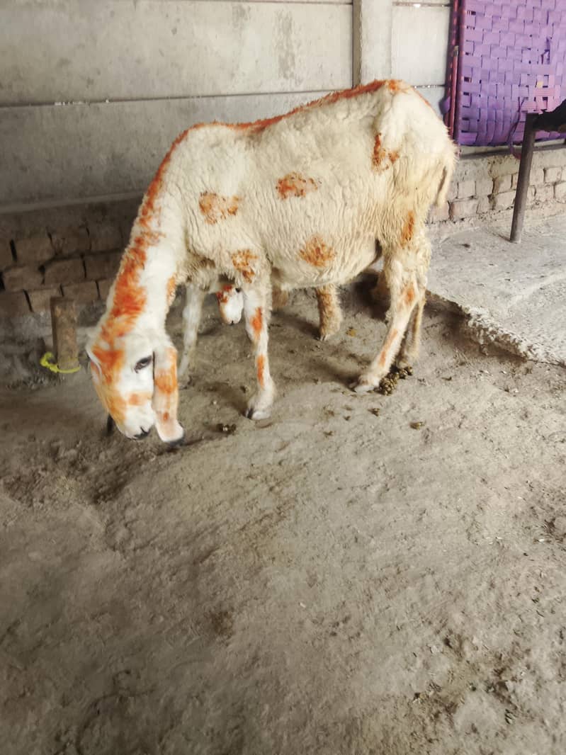 کجلی کراس گبن بھیڑ سات چار منتھ کی فیمیل 2