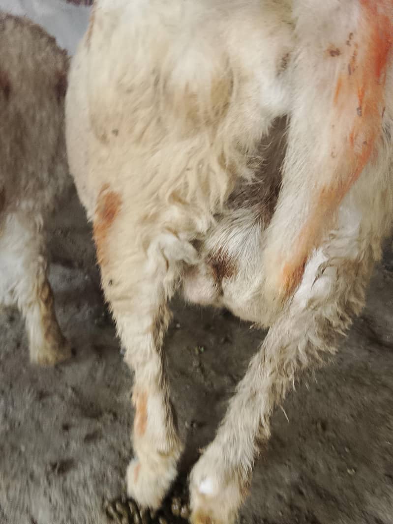 کجلی کراس گبن بھیڑ سات چار منتھ کی فیمیل 3