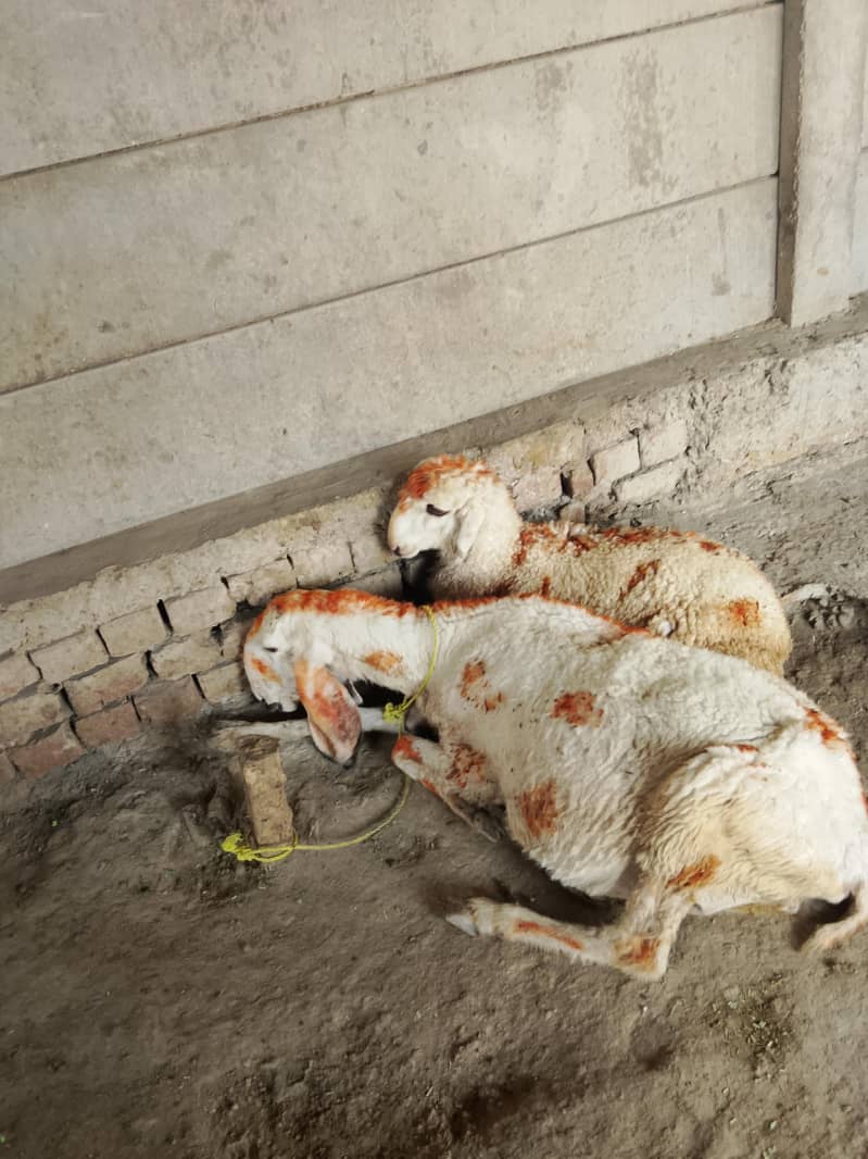کجلی کراس گبن بھیڑ سات چار منتھ کی فیمیل 4