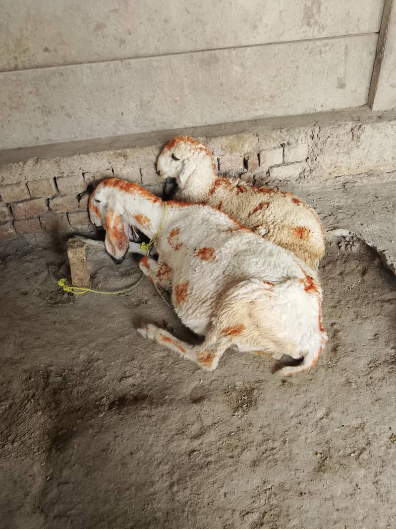 کجلی کراس گبن بھیڑ سات چار منتھ کی فیمیل 5