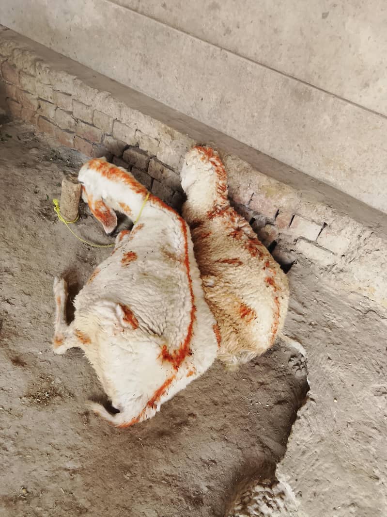 کجلی کراس گبن بھیڑ سات چار منتھ کی فیمیل 6