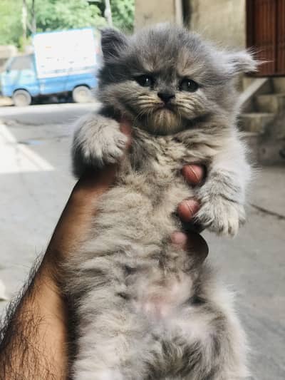 Persion kittens