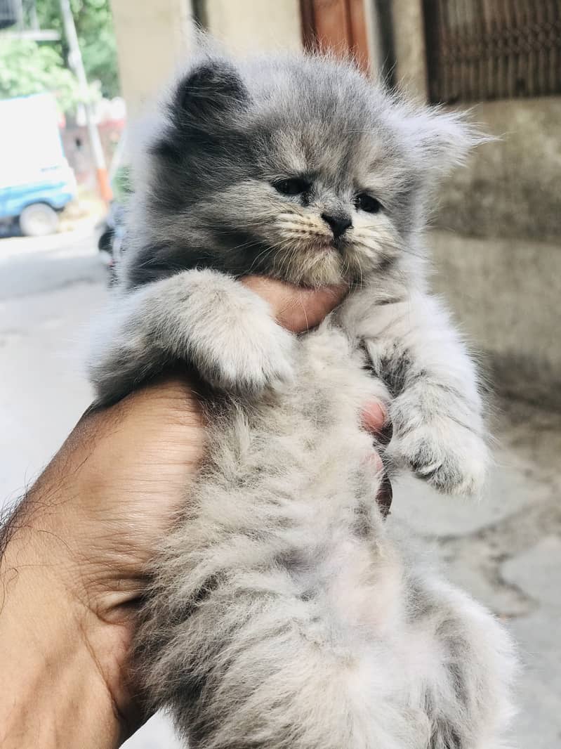 Persion kittens 1