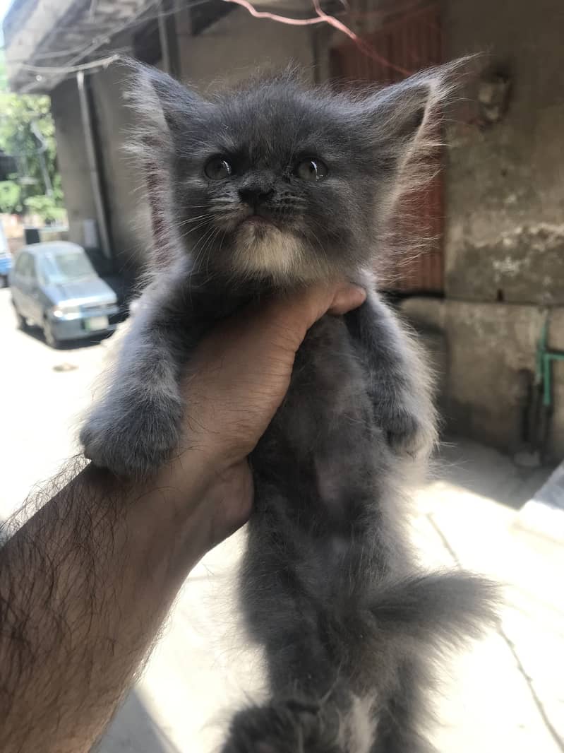 Persion kittens 2