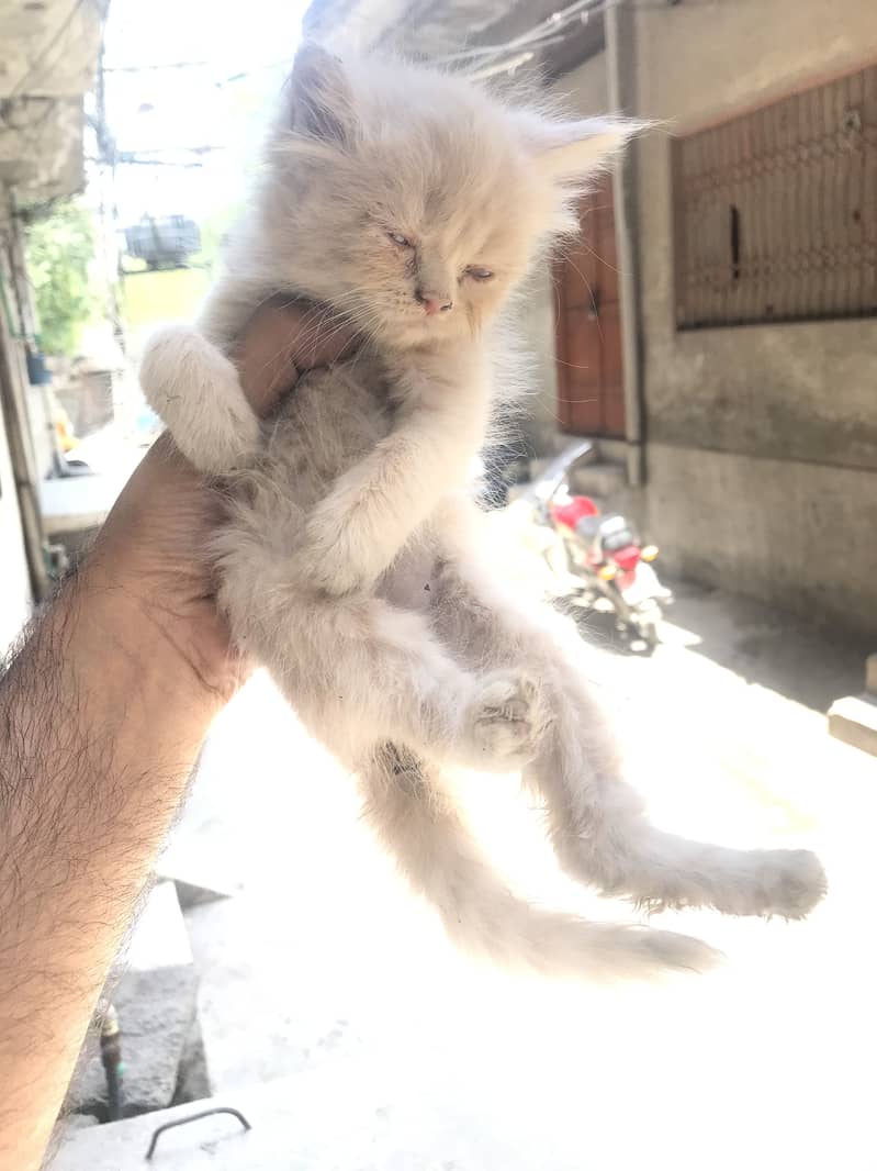 Persion kittens 3