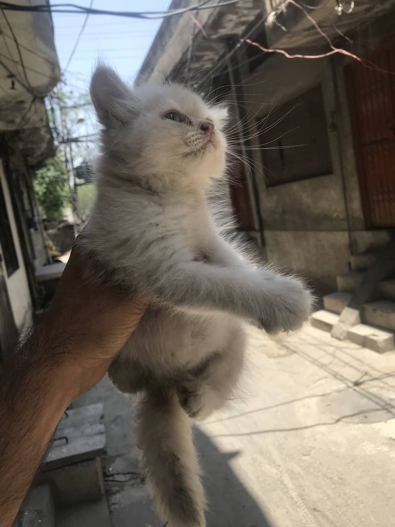 Persion kittens 4