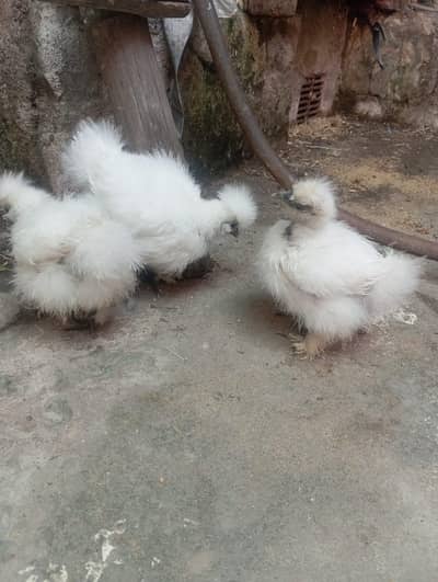silkies for sale