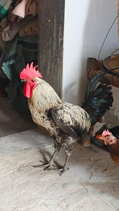 Desi Murgha Big Male For Sale