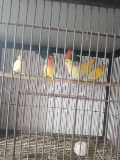 Love bird