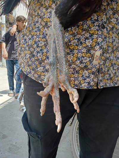 aseelthai
