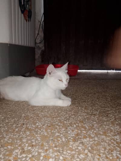 Beautiful Pure White Cat for Sale – Healthy, Active & Playful