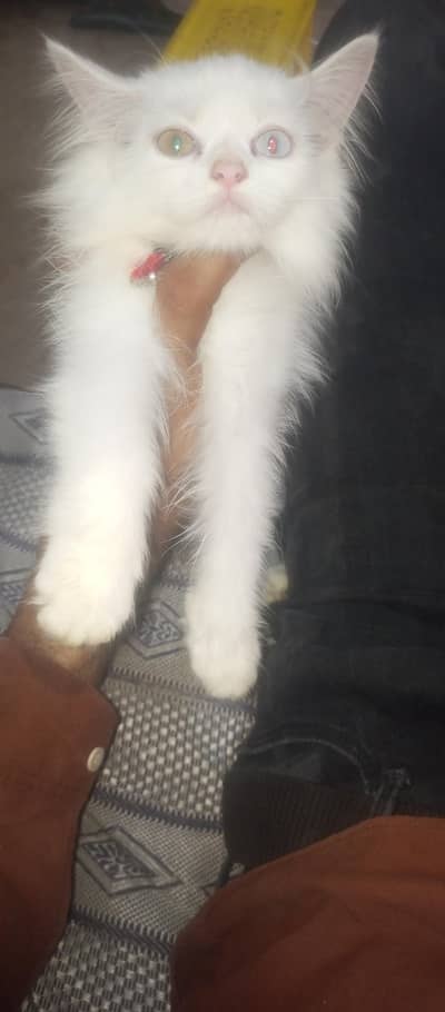 Beautiful White Odd-Eyed Persian Kitten (3 Months Old)