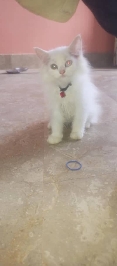 Persian kitten for sale