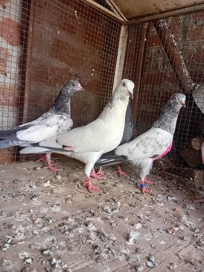 Parwazi bachy ayk male