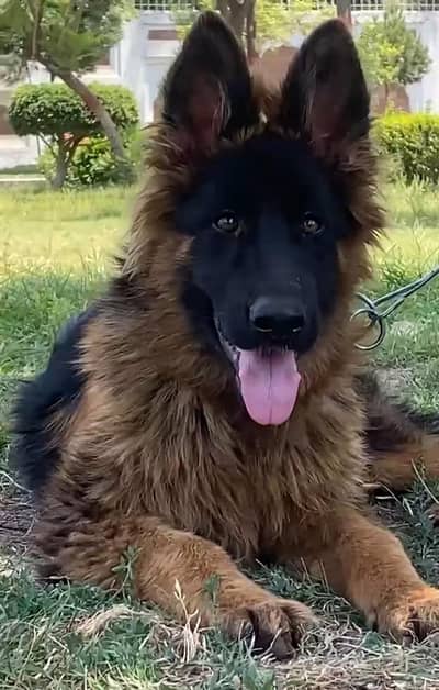 long cout gsd male puppy for sle