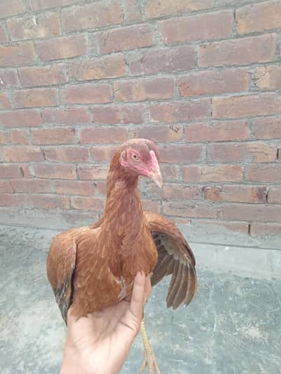 Hen morgi