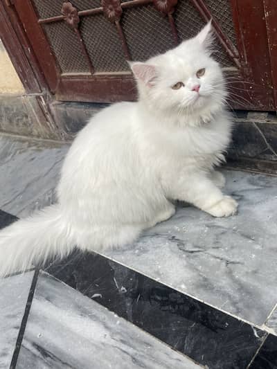 Persian cat available triple coated and double vaccination card