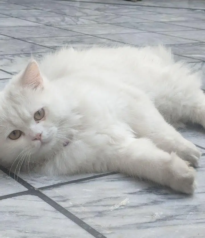 Persian cat available triple coated and double vaccination card — photo 2