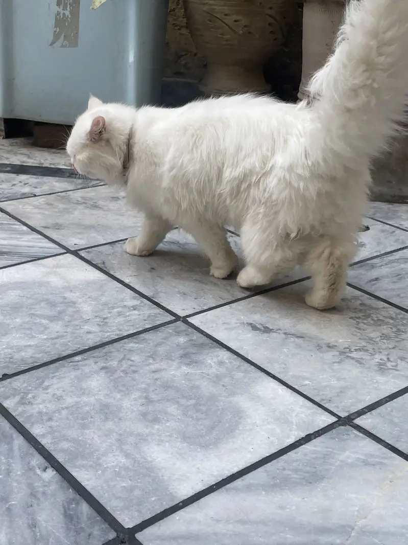 Persian cat available triple coated and double vaccination card — photo 3