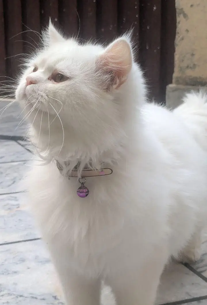 Persian cat available triple coated and double vaccination card — photo 4