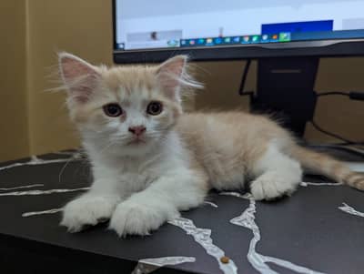 Persian Cat | Kittens | Persian Kitten | Triple Coated | Cats For Sale
