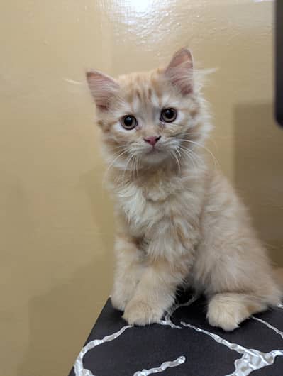 Persian Cat | Kittens | Persian Kitten | Triple Coated | Cats For Sale