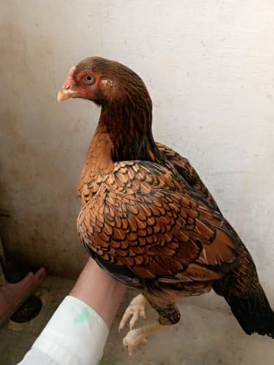 Top Quality Amrohi Madi