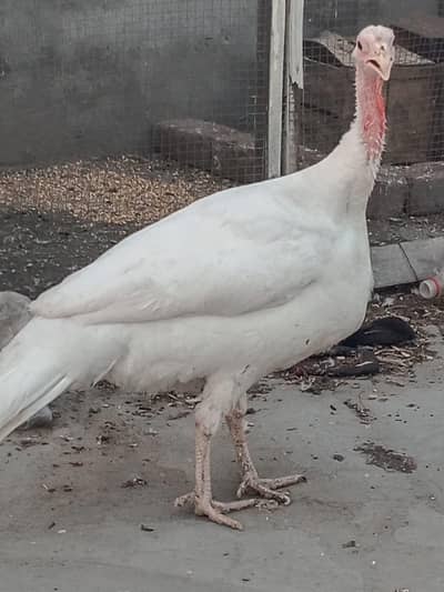 turkey