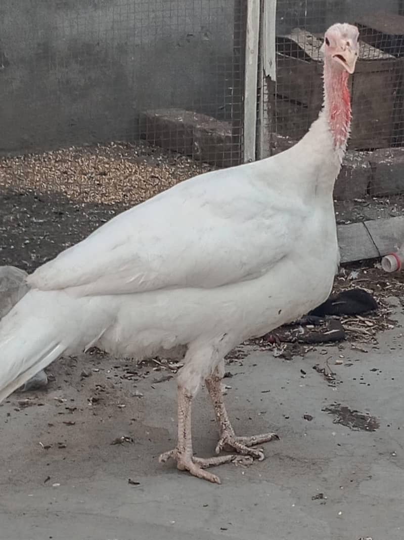 turkey 0