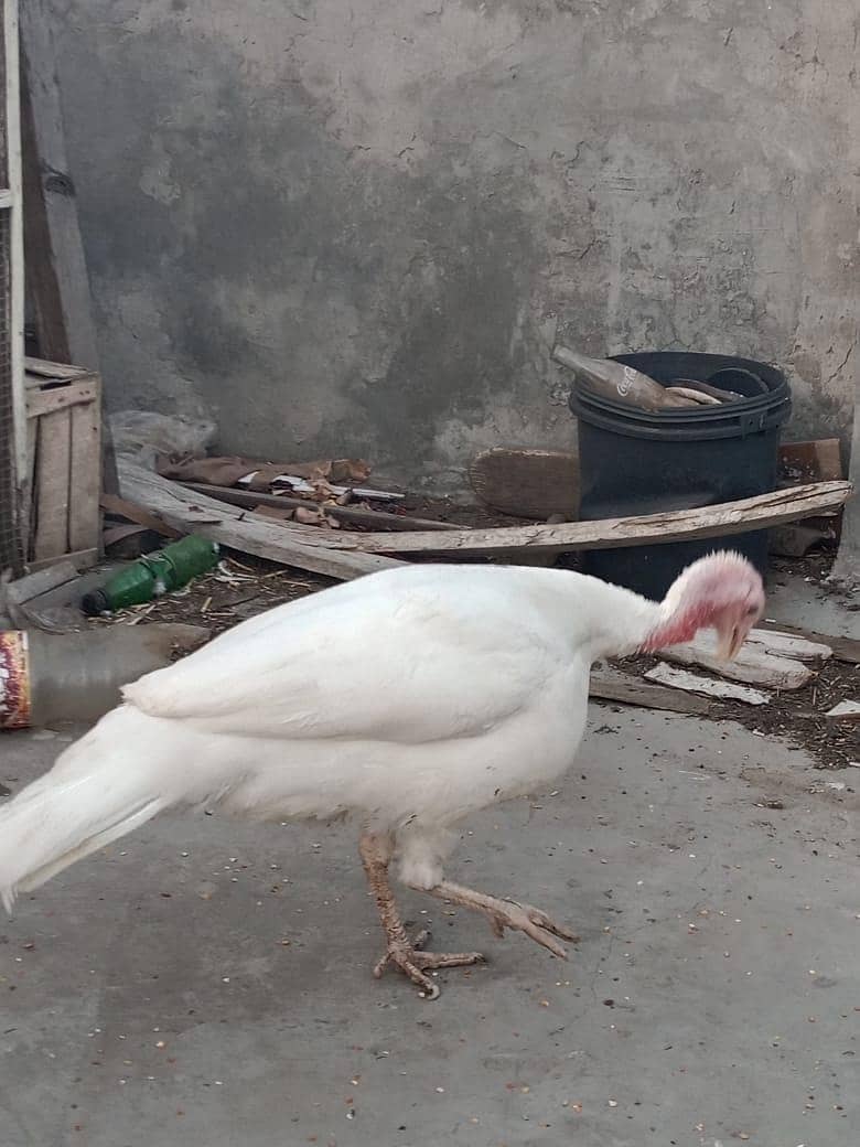 turkey 1