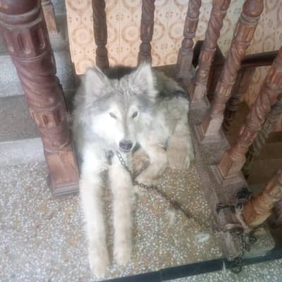 Full Tame dog home breed .