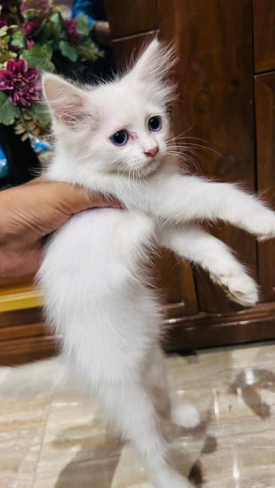 Persian kitten white blue eyes