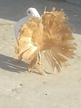 Very VIP Birds for sale — photo 2