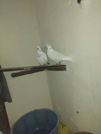 Tayar jora for sale