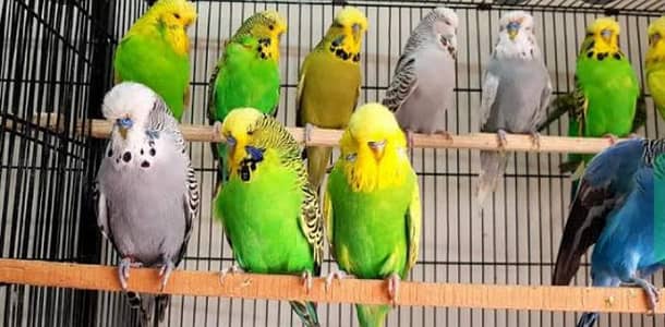 Australian Birds 