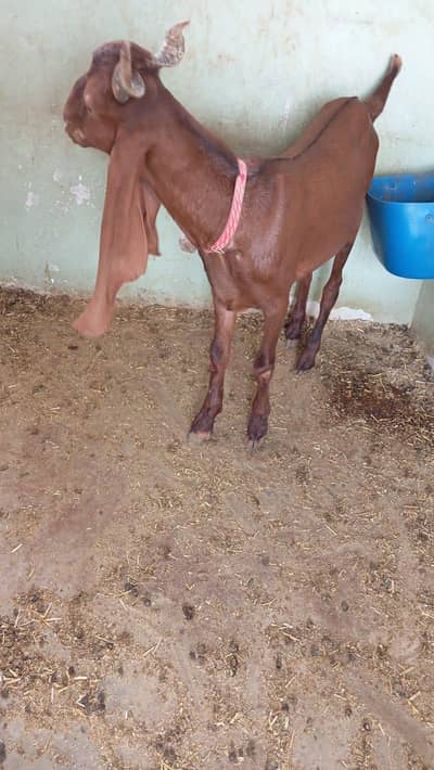 available for sale