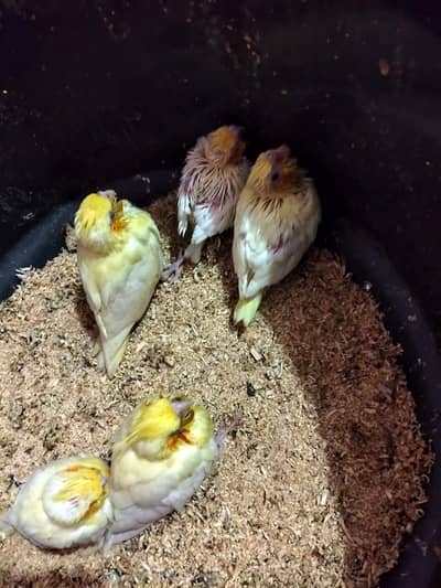 COCKTAIL CHICKS
