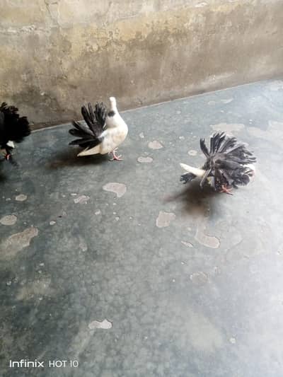 Black Tail chick pair