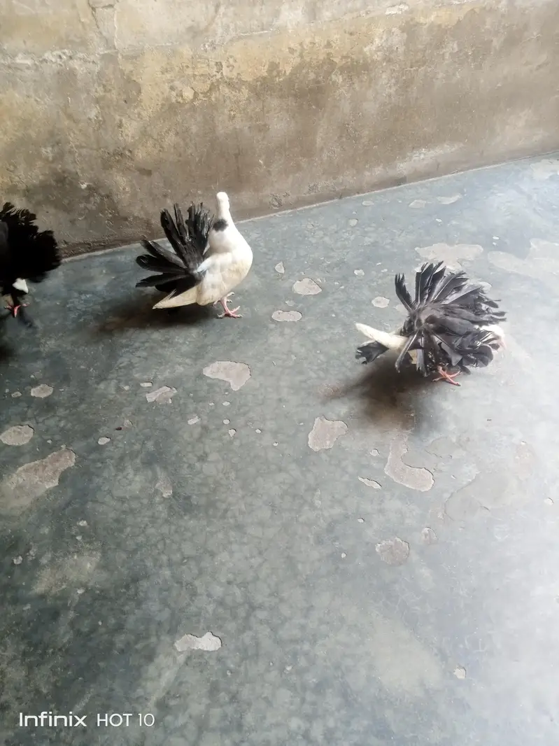 Black Tail chick pair