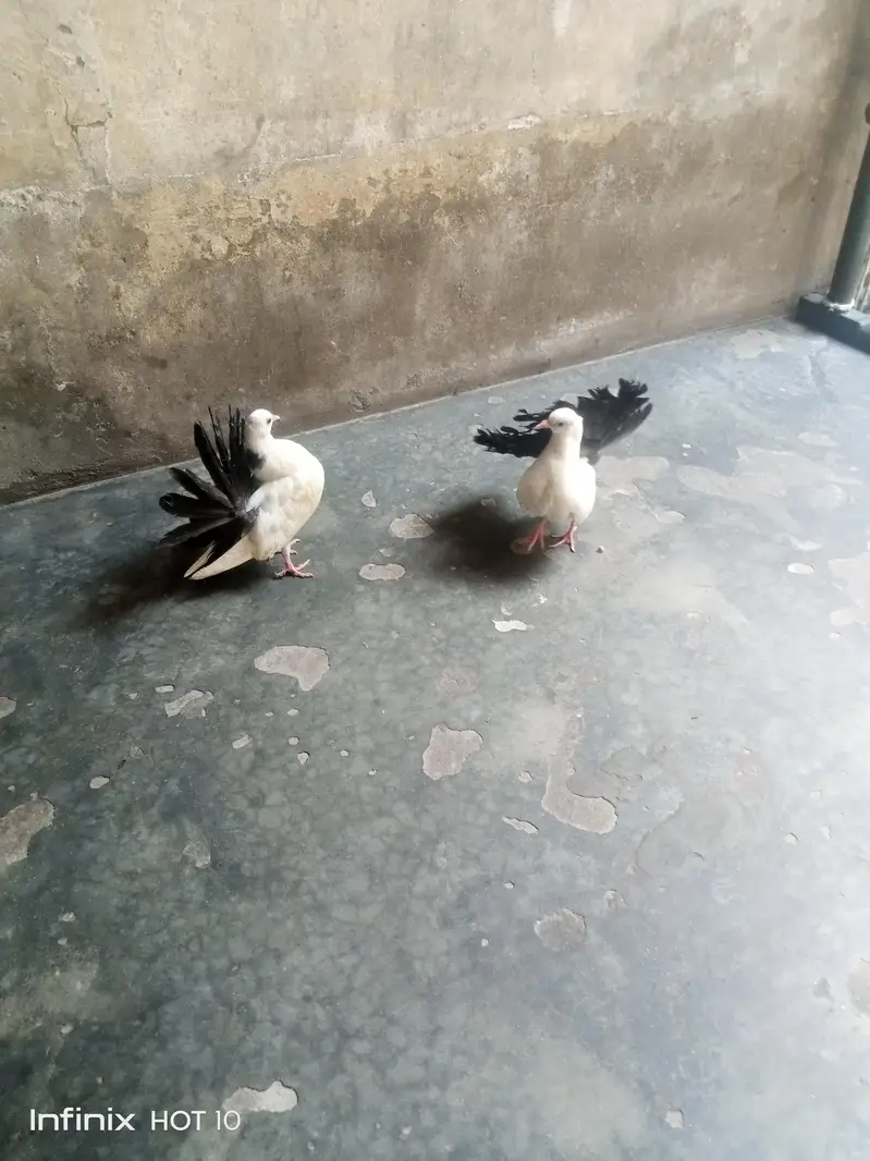 Black Tail chick pair — photo 2