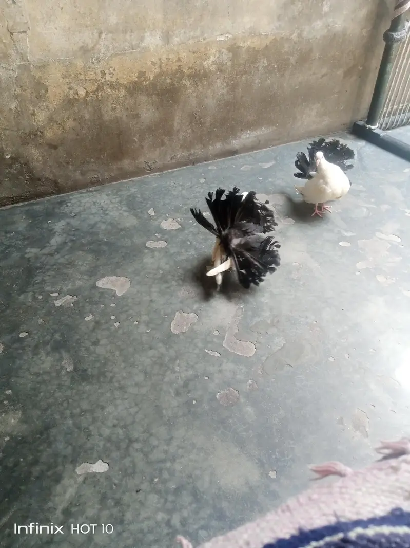 Black Tail chick pair — photo 3
