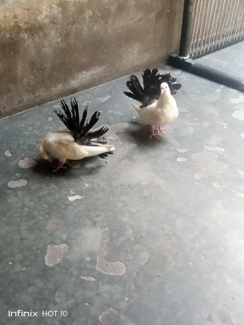 Black Tail chick pair — photo 4