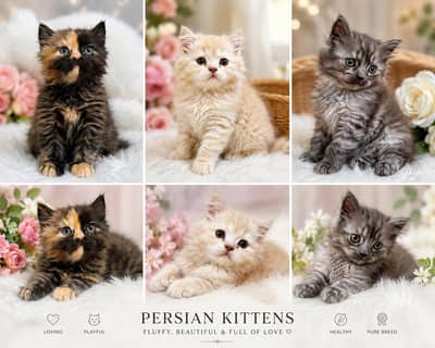 persian kittens