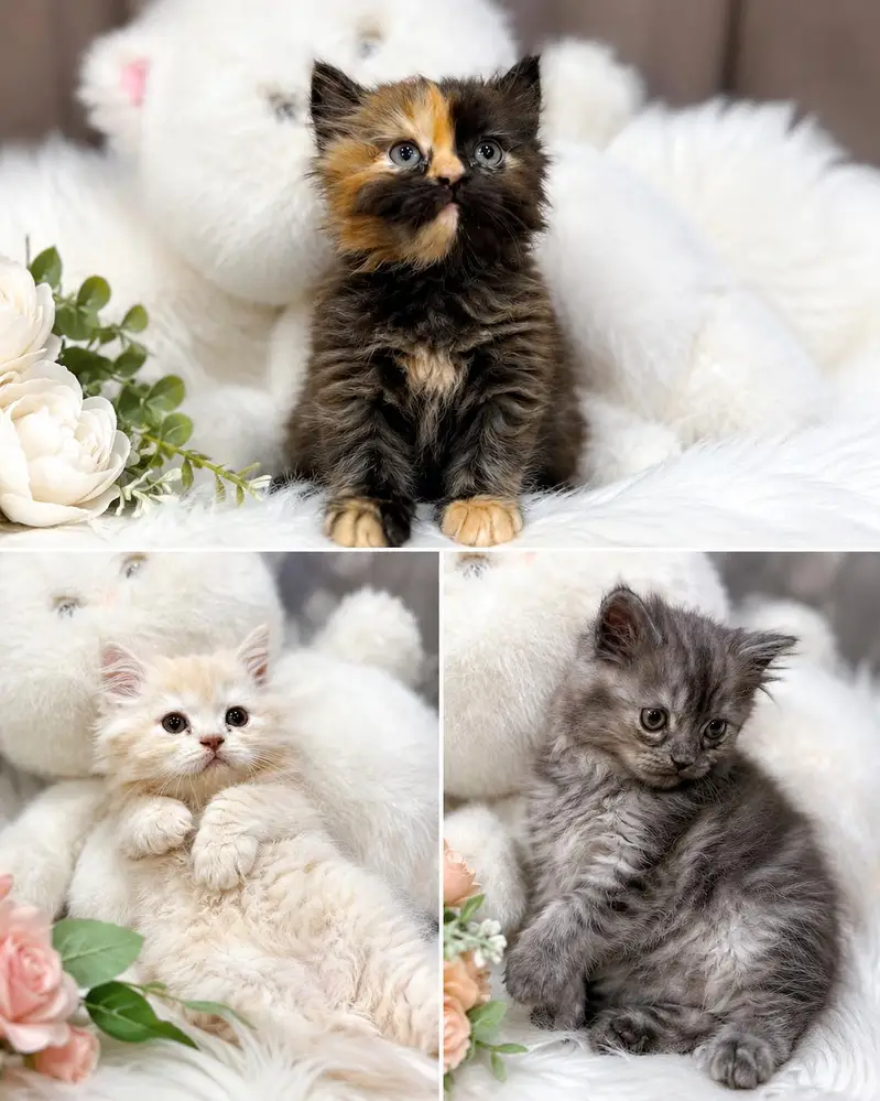 persian kittens. . bili . . cat . . . cute cat