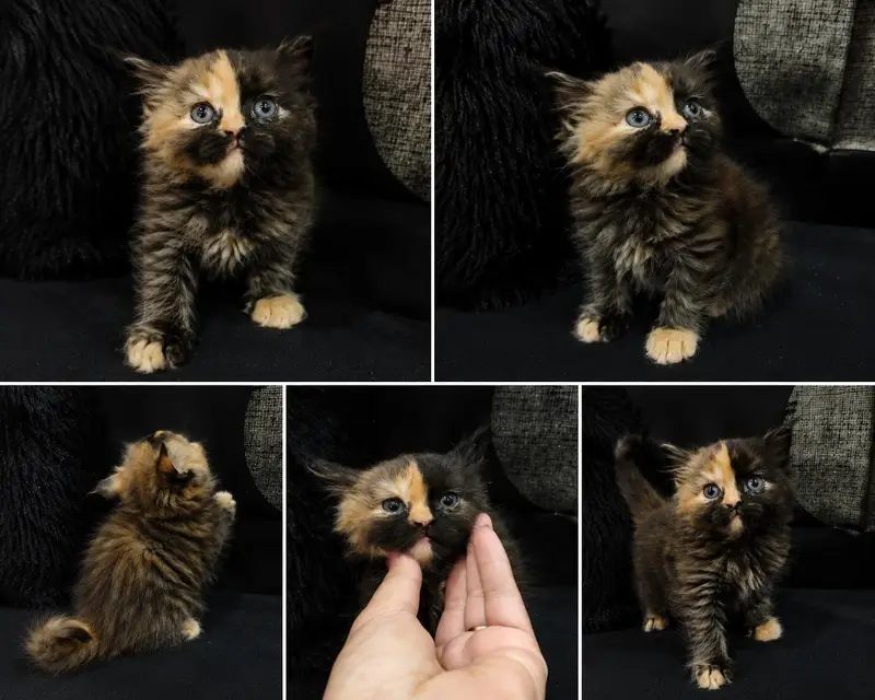 persian kittens. . bili . . cat . . . cute cat — photo 2