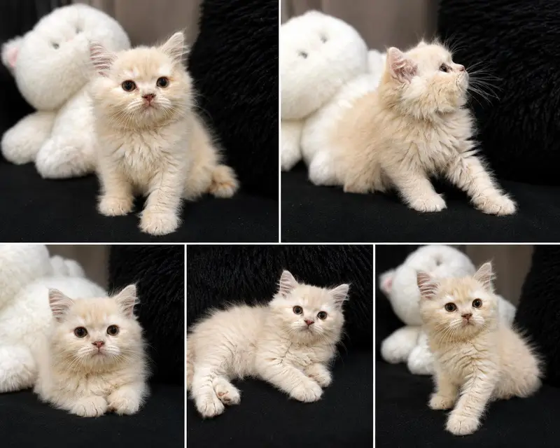 persian kittens. . bili . . cat . . . cute cat — photo 3