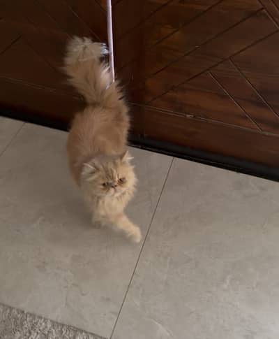 Pure Peke , Flat Face, Fluffy coat ,Vaccinated ,