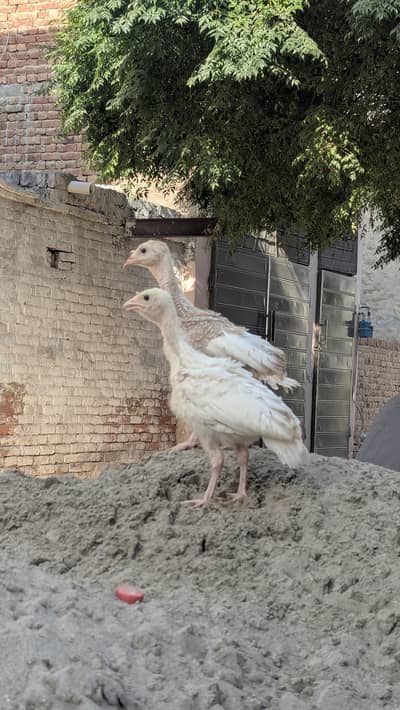 turkey chicks