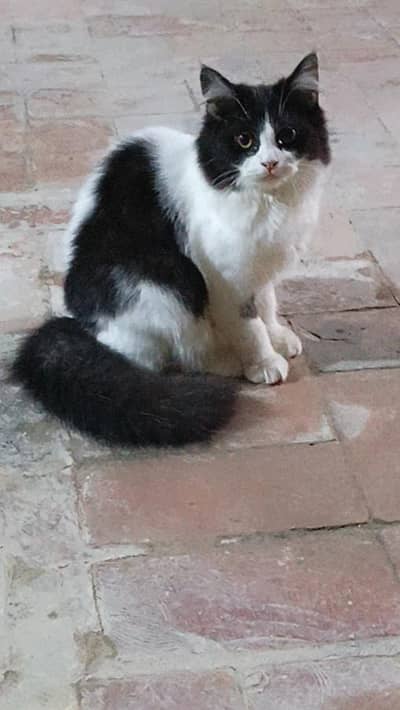 cat for sale
